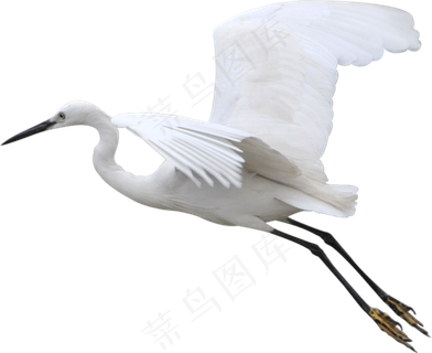 飞鹤免抠素材PNG分层