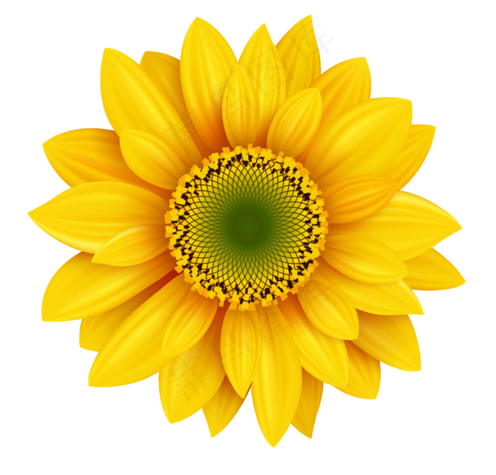 黄色太阳花向日葵鲜花免扣PNG花朵素材1