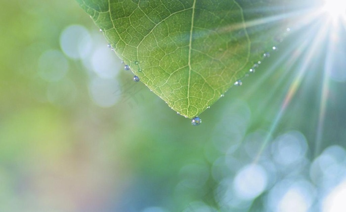 树叶 水珠图片