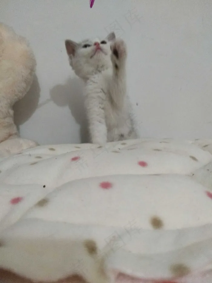 白色清新风宠物猫咪实拍摄影图
