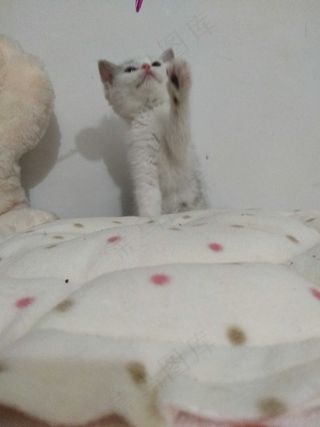 白色清新风宠物猫咪实拍摄影图