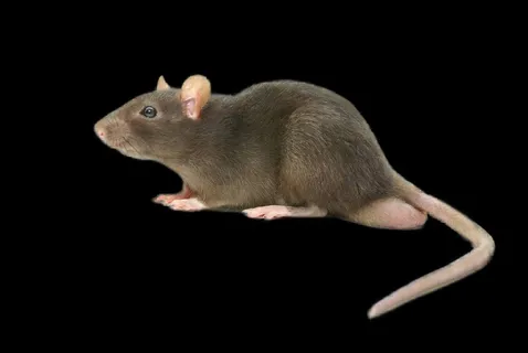 老鼠免抠素材PSD分层