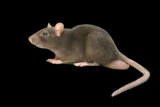 老鼠免抠素材PSD分层