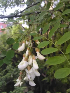 洋槐花图片 洋槐花图片