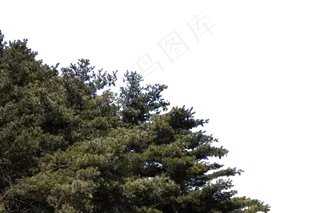 高耸入云四季常青的松树