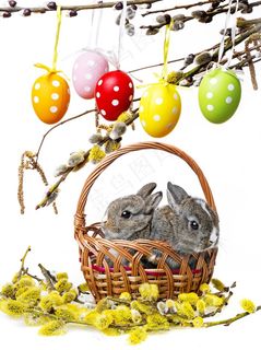 竹框里的兔子图片