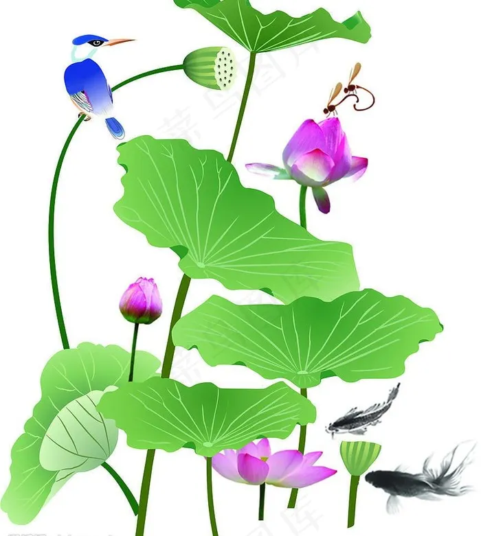 荷花图图片cdr矢量模版下载