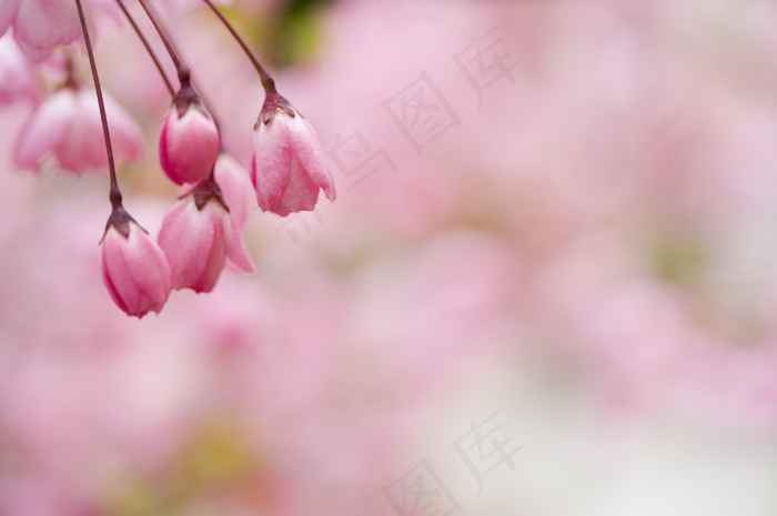 粉红色樱花花苞特写图片图片