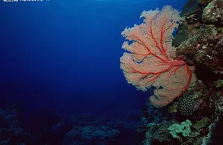 奇妙的海底世界图片