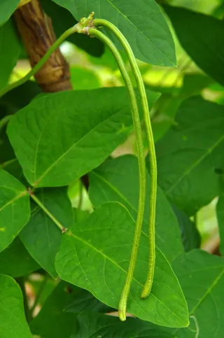 豆角 棚架瓜果图片