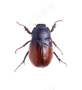 金龟甲免抠素材PSD分层