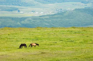 草原上吃草的骏马图片