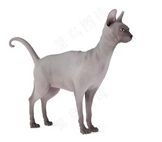 猫 猫咪 动物图片