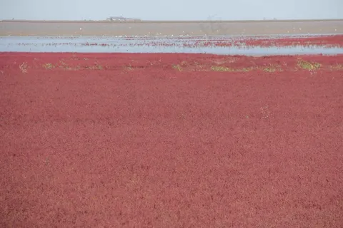 盘锦红海滩湿地图片