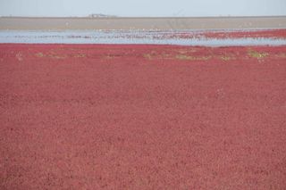盘锦红海滩湿地图片