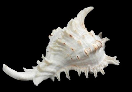 海螺免抠素材PSD分层