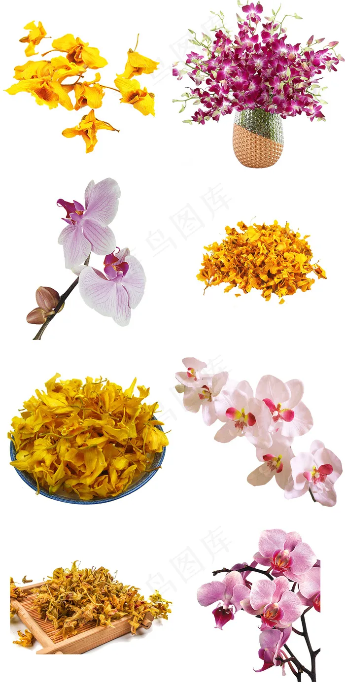 石斛花鲜花图片png免抠素材psd模版下载
