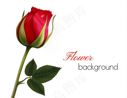 带露珠的玫瑰花矢量素材