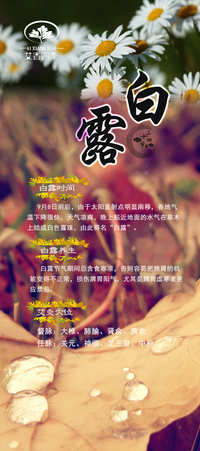 白露养生0.8X1.8展架PSD源...(2953X6644(DPI:150))psd模版下载