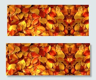 秋天秋季落叶背景