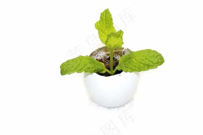 薄荷植物