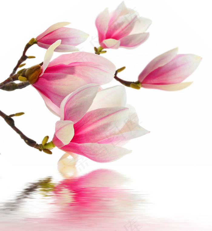 玉兰花倒影水纹图