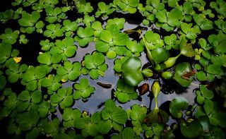 水面绿叶特写 水滴 水珠图片