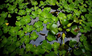 水面绿叶特写 水滴 水珠图片