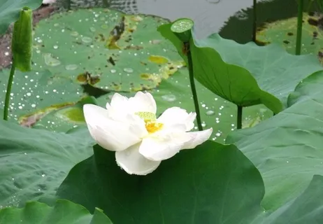池中白荷图片 池中白荷图片