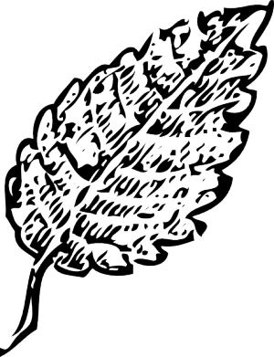 概述叶剪贴画