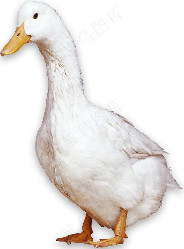 各种鸭子图片免抠png透明素材psd模版下载