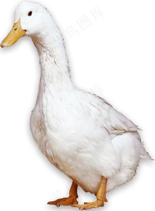 各种鸭子图片免抠png透明素材
