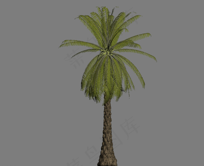 热带树3D模型图片