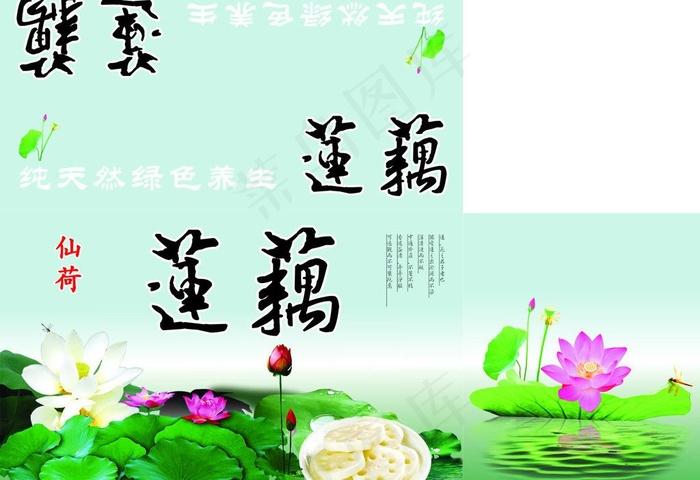 仙荷莲藕图片