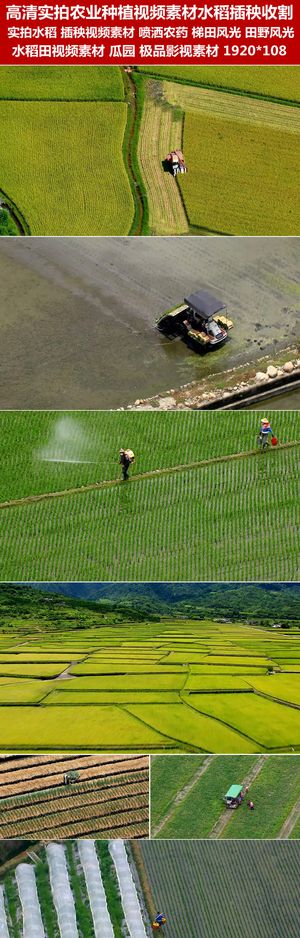 高清实拍农业种植视频素材水稻插秧收...