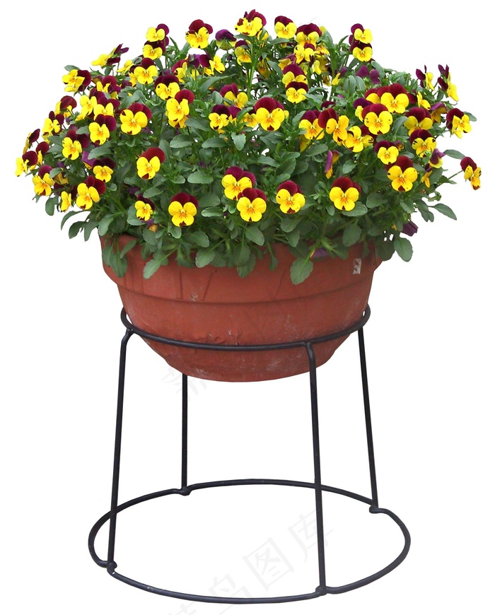 高清免抠植物蝴蝶花