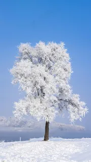 被雪覆盖的树高清摄影图片 被雪覆盖的树高清摄影图片