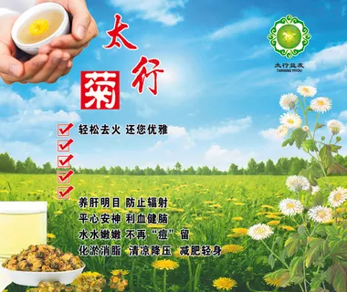 太行菊功效