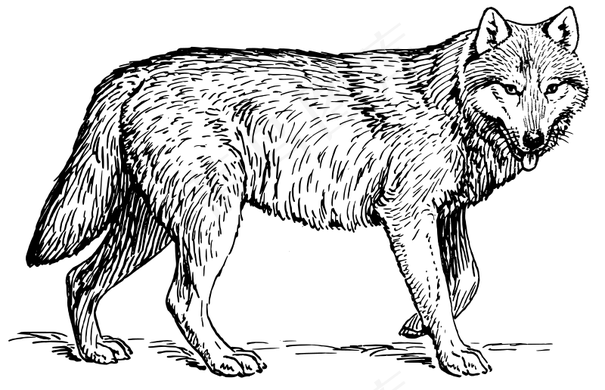 狼1