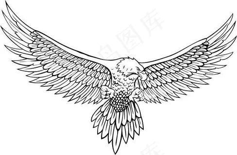 一款展翅欲飞的雄鹰白描矢量素材