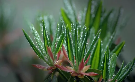 植物图片 植物图片
