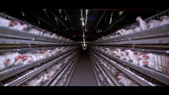 养鸡场鸡舍视频素材下载 养鸡场鸡舍视频素材下载