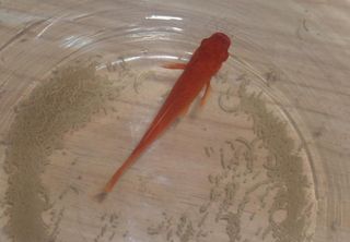 鱼 红鱼 鱼缸 流动图片