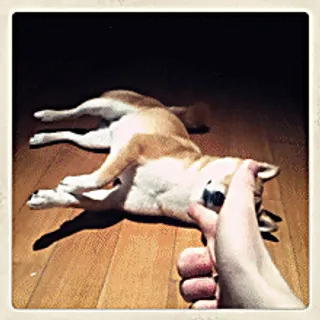 小狗假死动画图片