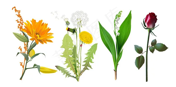 4种花卉矢量素材eps,ai矢量模版下载