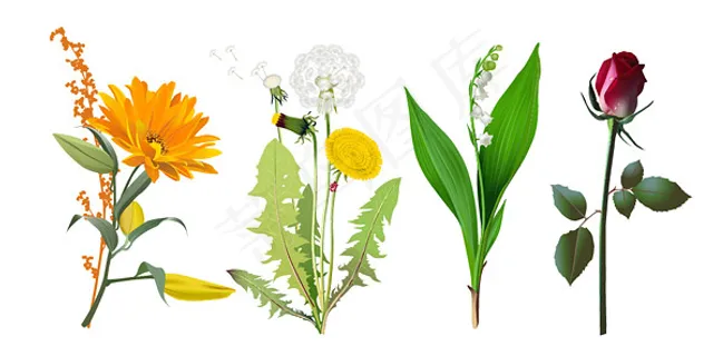 4种花卉矢量素材 4种花卉矢量素材