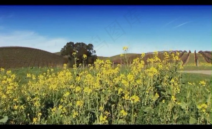 油菜花视频素材图片