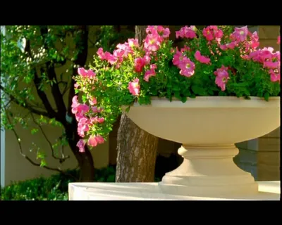 精美花坛视频素材