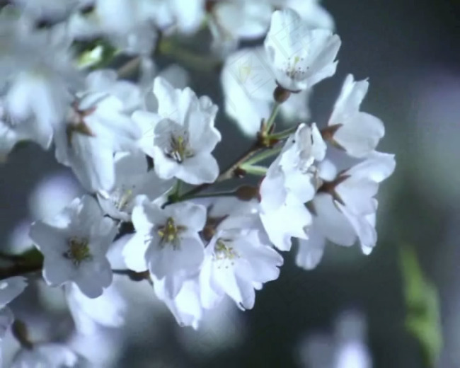 樱花视频素材