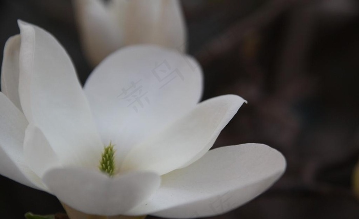 白玉兰